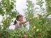 Skytop Orchard_7